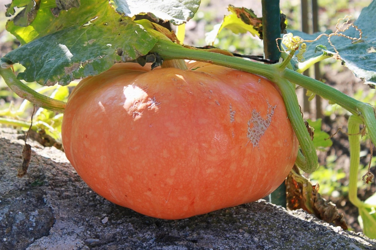 黃山·舊街墨野，浸染徽文化的地方