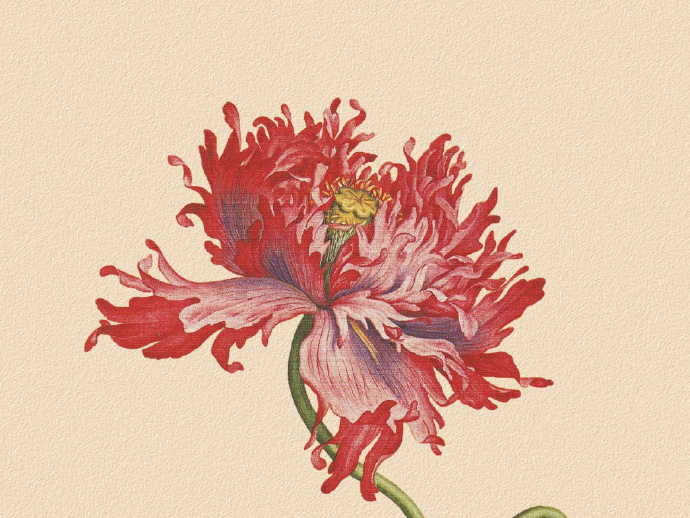 郎世寧的工筆畫欣賞，品味國畫藝術(shù)的古典之美