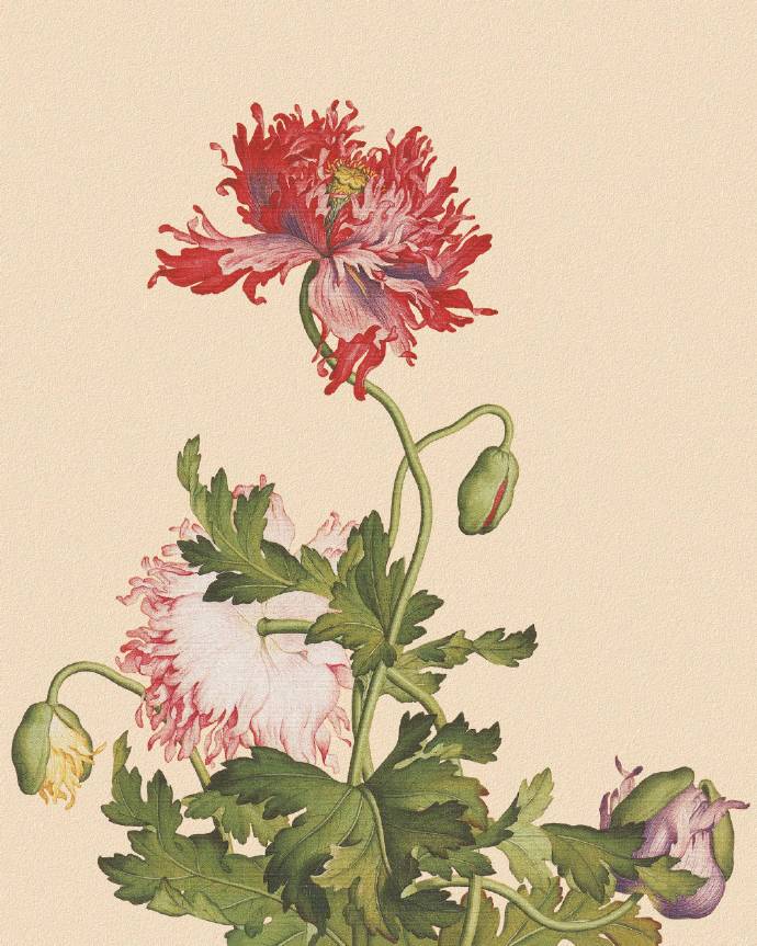 郎世寧的工筆畫欣賞，品味國畫藝術(shù)的古典之美