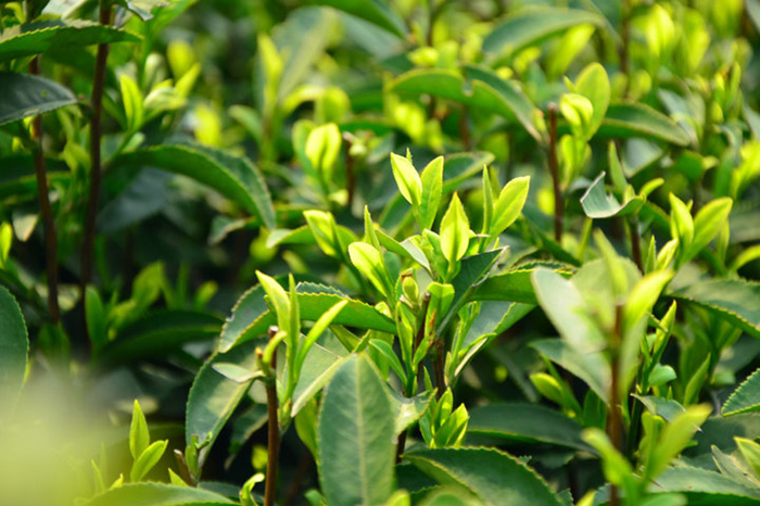 中國十大名茶之西湖龍井