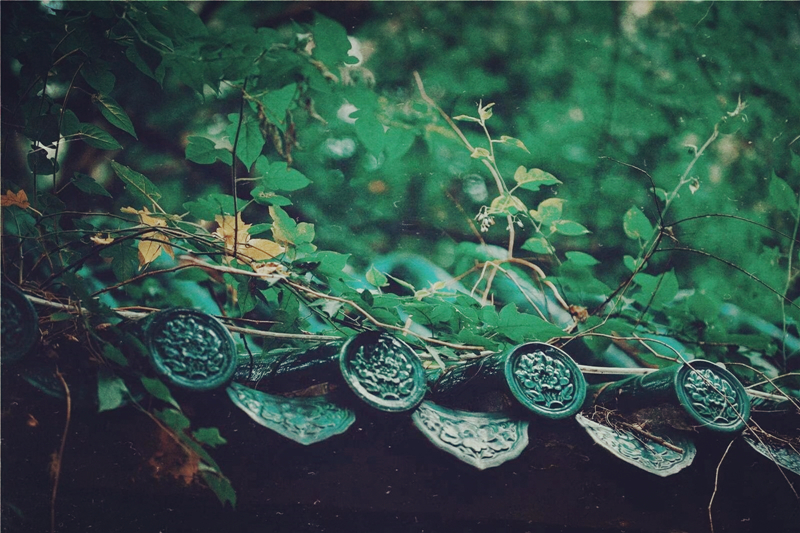 夏日樹蔭風(fēng)景攝影