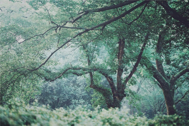 夏日樹蔭風(fēng)景攝影