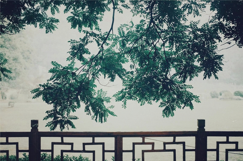 夏日樹蔭風(fēng)景攝影