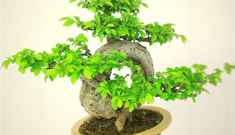 盆景作品云中旭日，榆樹小品盆景