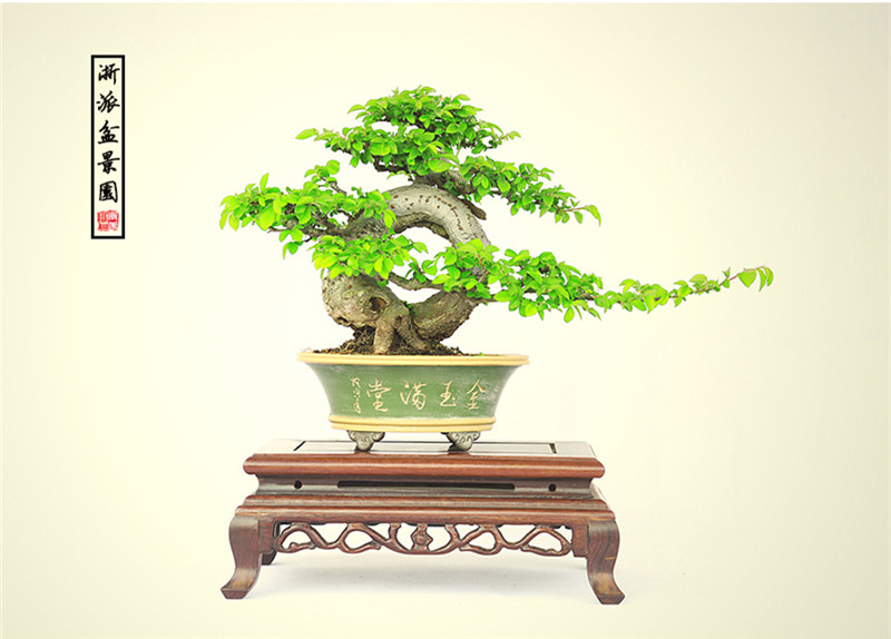 盆景作品云中旭日，榆樹小品盆景