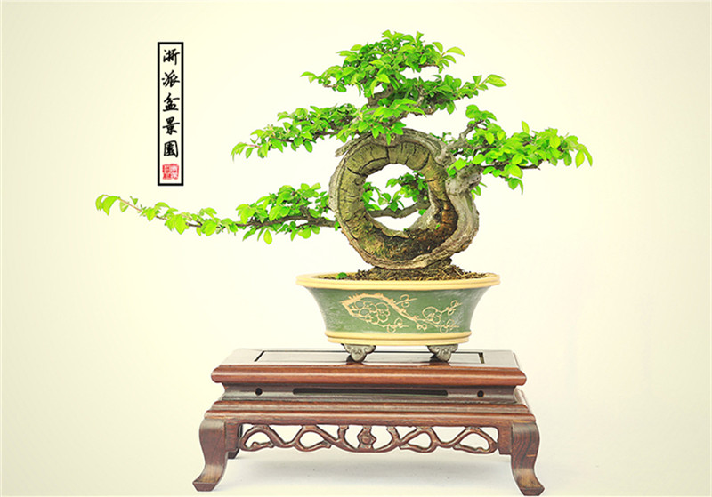 盆景作品云中旭日，榆樹小品盆景