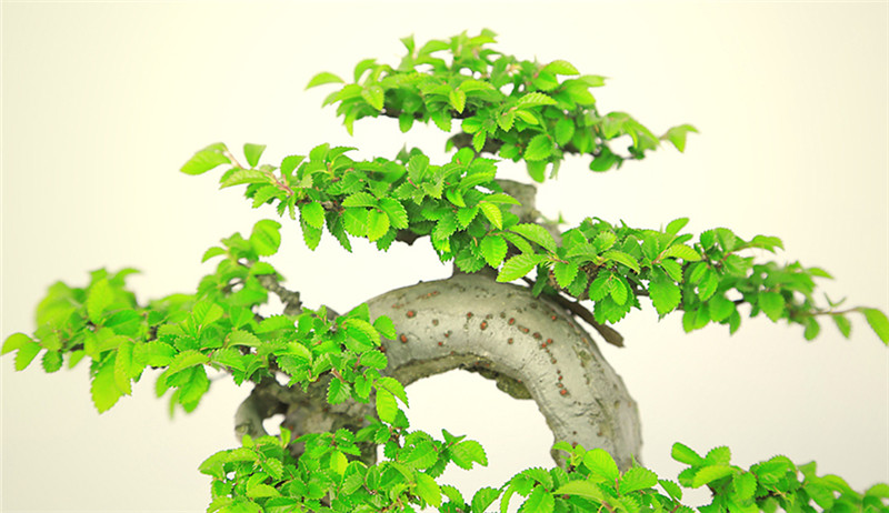 盆景作品云中旭日，榆樹小品盆景