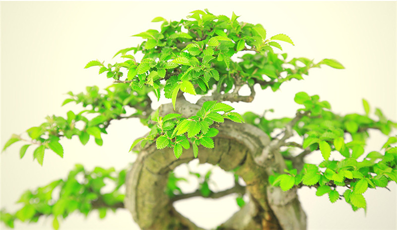 盆景作品云中旭日，榆樹小品盆景