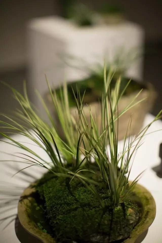 耐苦寒安淡泊古時“神草”菖蒲