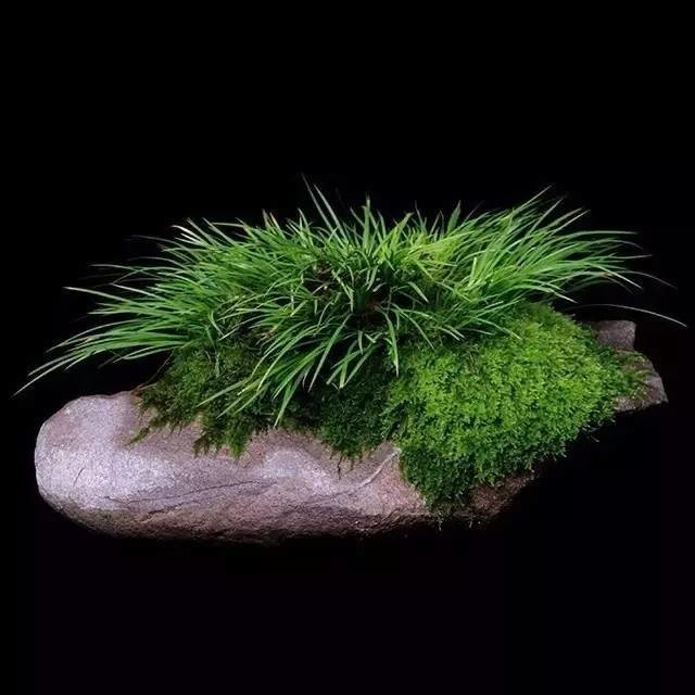 耐苦寒安淡泊古時“神草”菖蒲