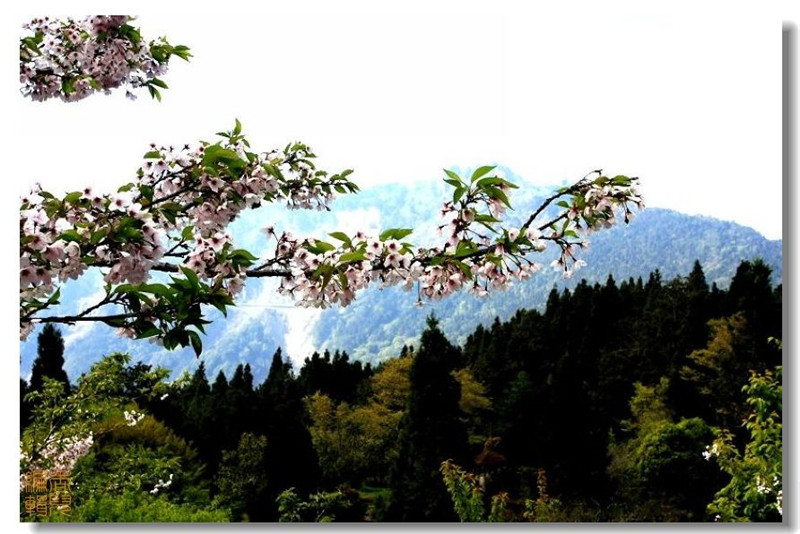 臺灣阿里山風光攝影欣賞