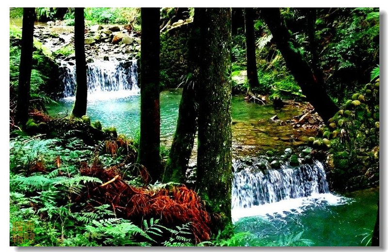 臺灣阿里山風光攝影欣賞