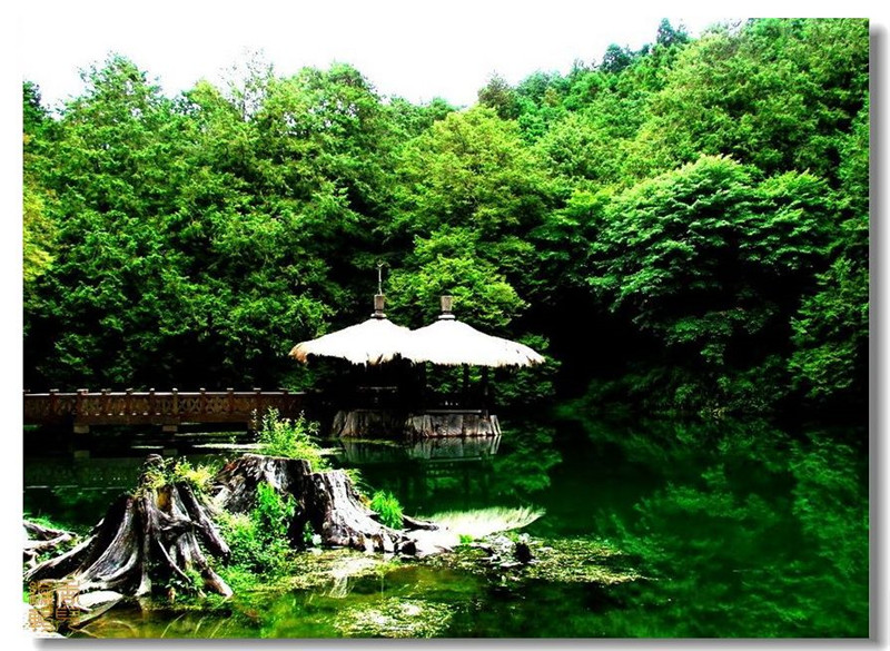 臺灣阿里山風光攝影欣賞