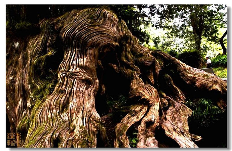 臺(tái)灣阿里山風(fēng)光攝影欣賞