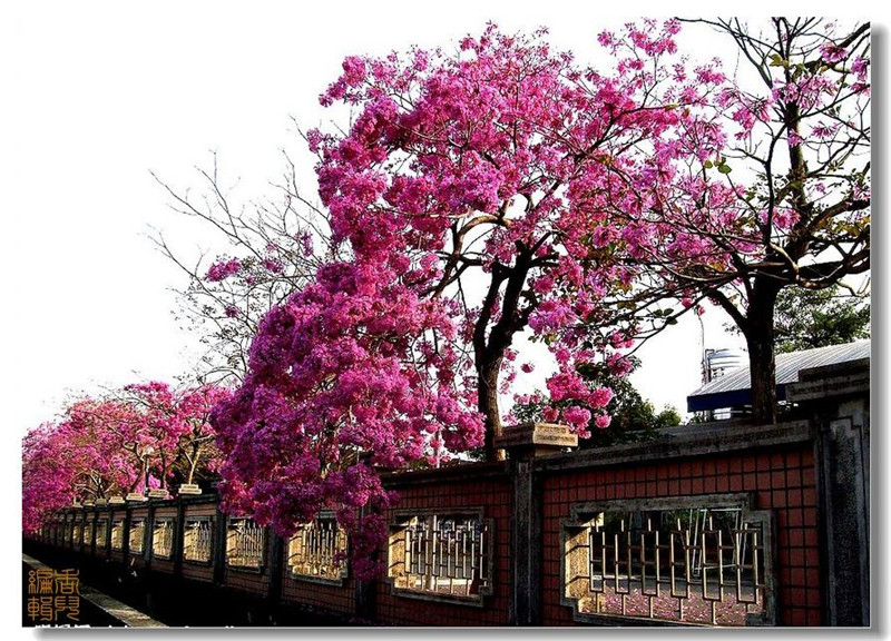 臺灣阿里山風光攝影欣賞