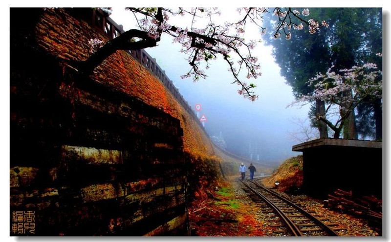 臺灣阿里山風光攝影欣賞