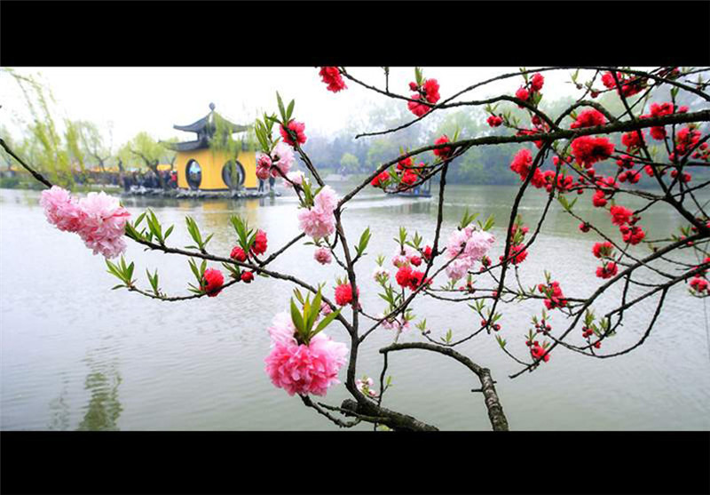 揚州三月河岸春色攝影