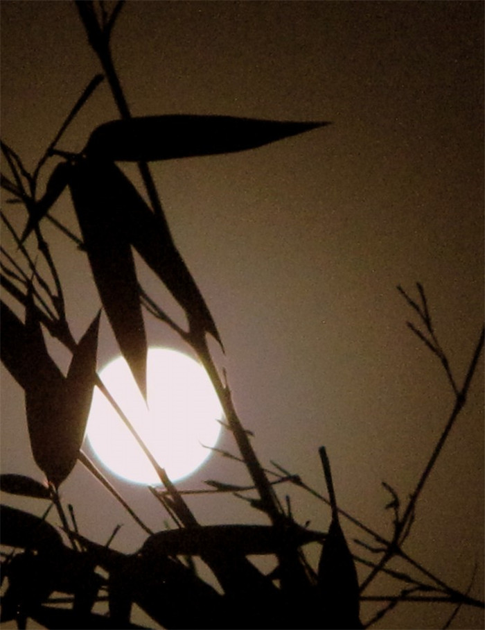 竹月清風的風景攝影