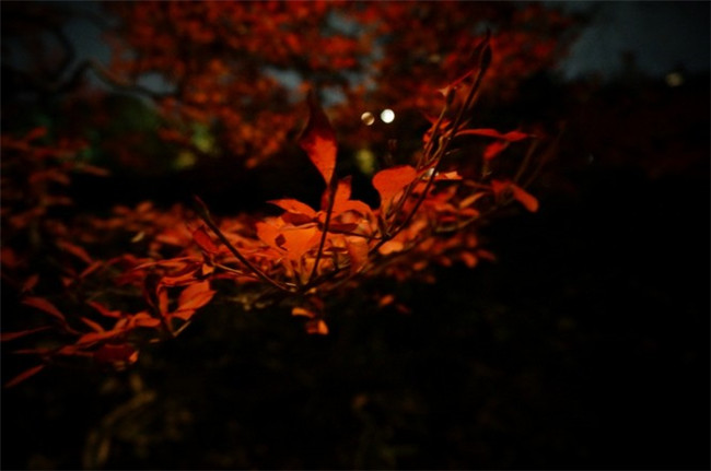 紅葉似火意似情，楓葉夜色攝影欣賞