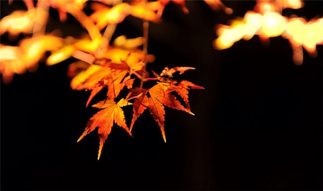 紅葉似火意似情，楓葉夜色攝影欣賞