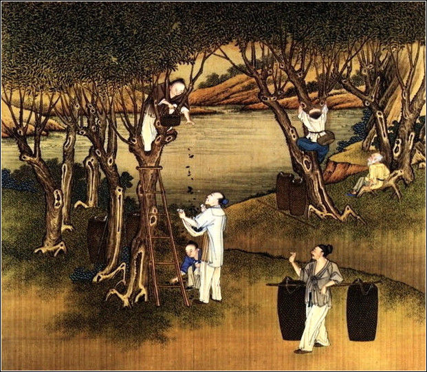 中國24節(jié)氣古畫圖，超美國畫插畫欣賞