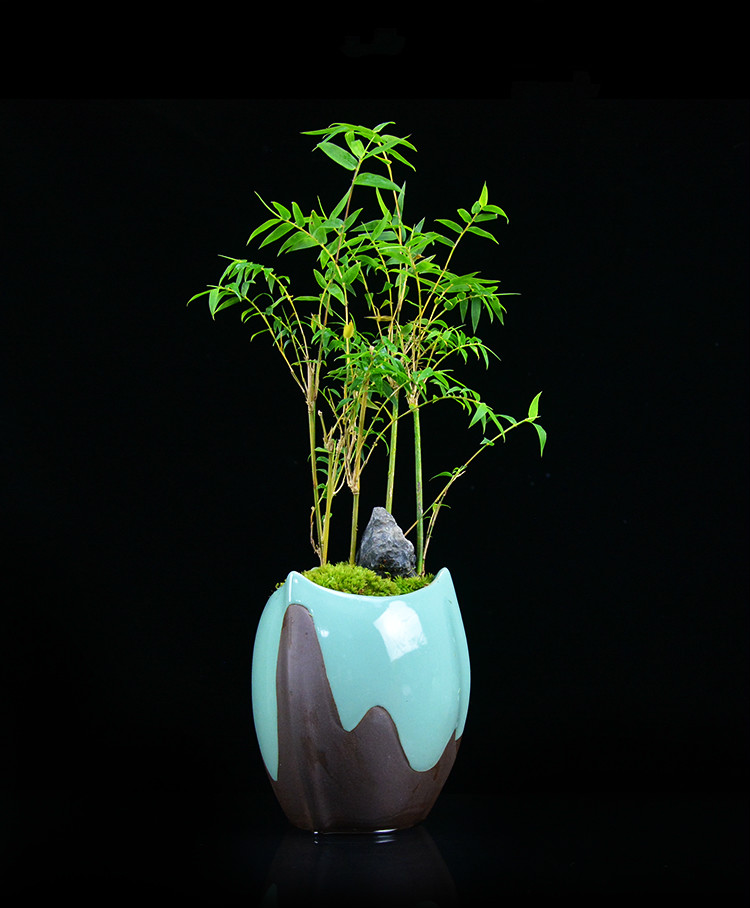 米竹雅致盆景，四季常青竹韻盆景圖片