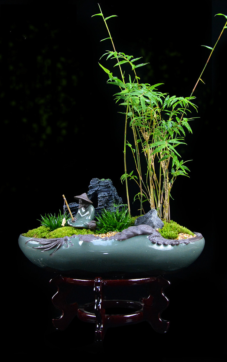 米竹雅致盆景，四季常青竹韻盆景圖片