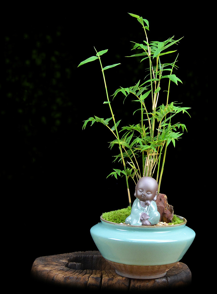 米竹雅致盆景，四季常青竹韻盆景圖片