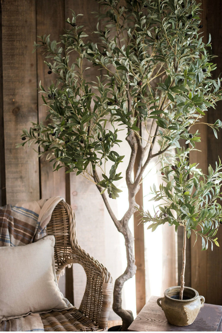 百搭橄欖樹盆景，高貴祥和橄欖盆景圖片