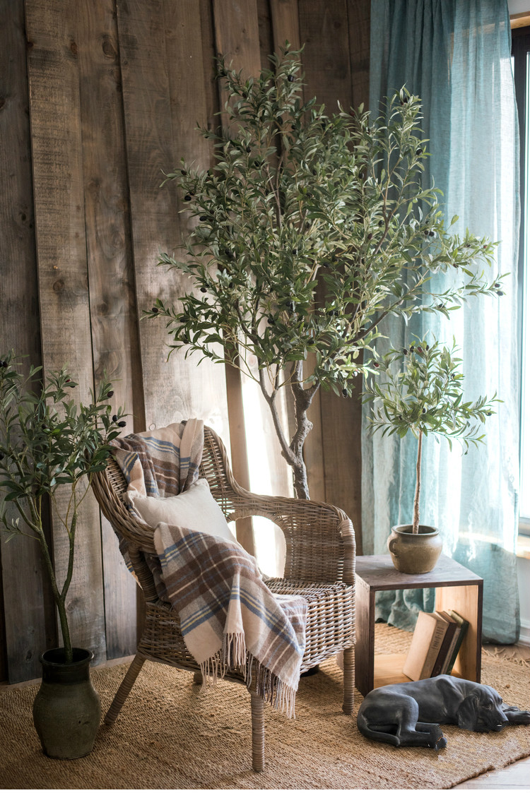 百搭橄欖樹盆景，高貴祥和橄欖盆景圖片