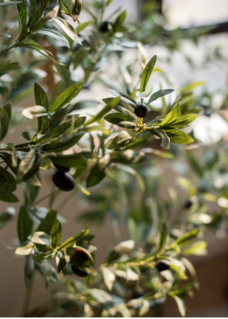 百搭橄欖樹盆景，高貴祥和橄欖盆景圖片