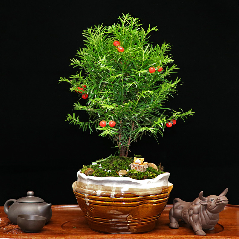 秀麗可愛紅豆杉盆景，四季如春紅豆杉盆景圖片