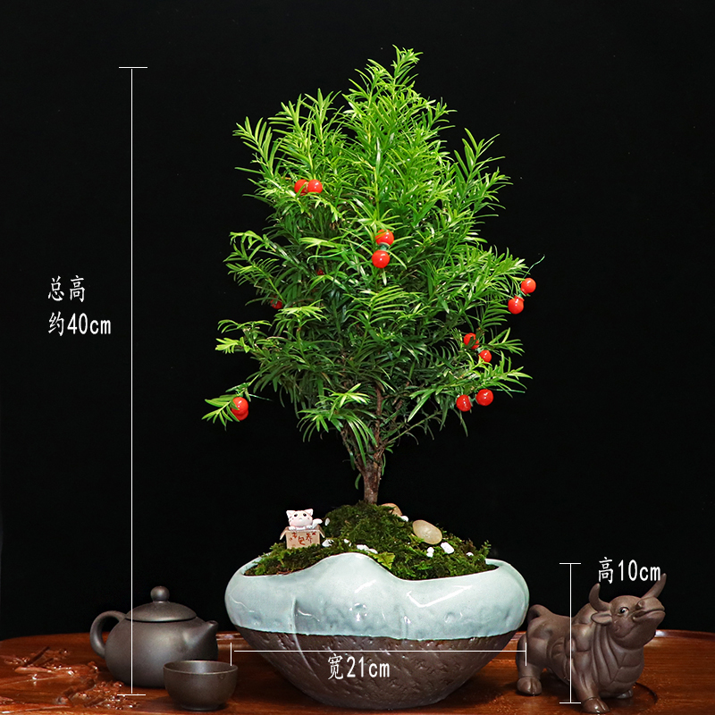 秀麗可愛紅豆杉盆景，四季如春紅豆杉盆景圖片