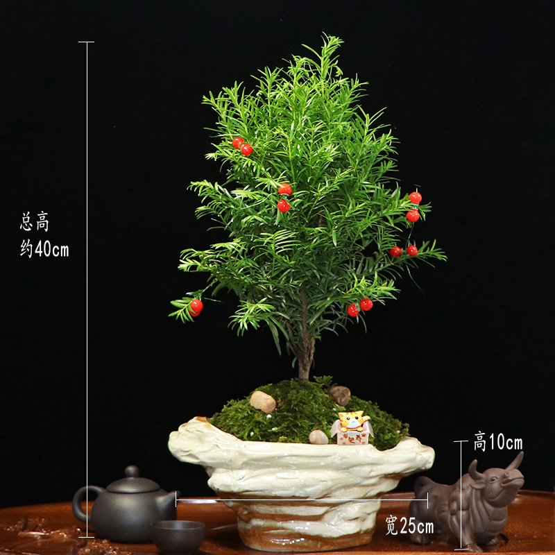 秀麗可愛紅豆杉盆景，四季如春紅豆杉盆景圖片