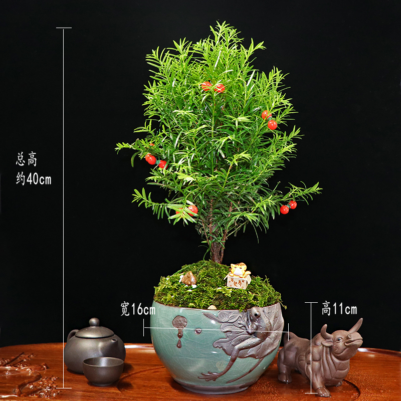 秀麗可愛紅豆杉盆景，四季如春紅豆杉盆景圖片