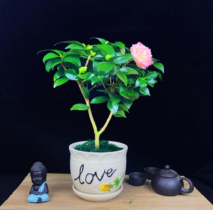 山茶花盆景，繽紛艷麗山茶花盆景圖片