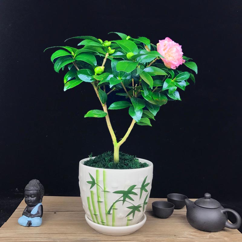 山茶花盆景，繽紛艷麗山茶花盆景圖片