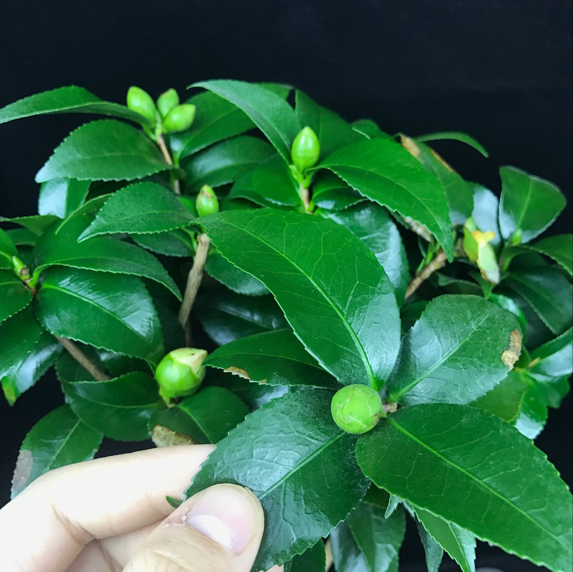 山茶花盆景，繽紛艷麗山茶花盆景圖片