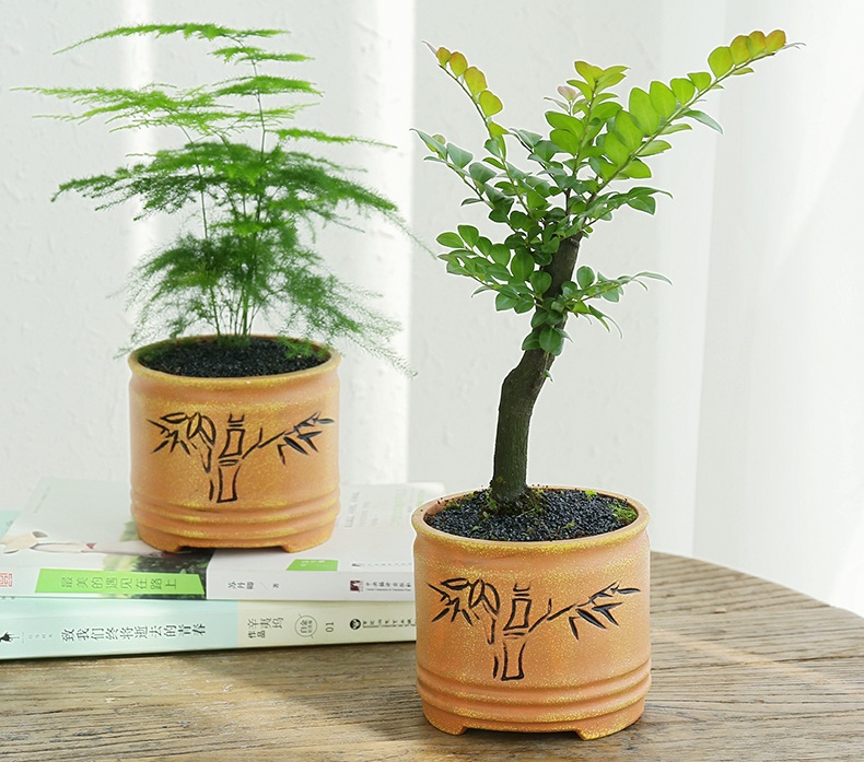 小葉紫檀盆景，黑骨茶樣式盆景圖片