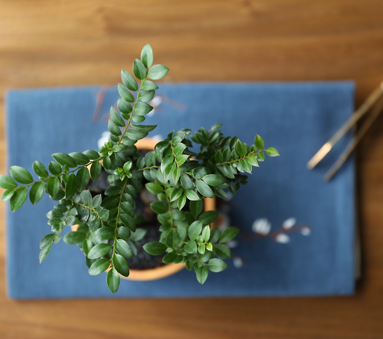 小葉紫檀盆景，黑骨茶樣式盆景圖片