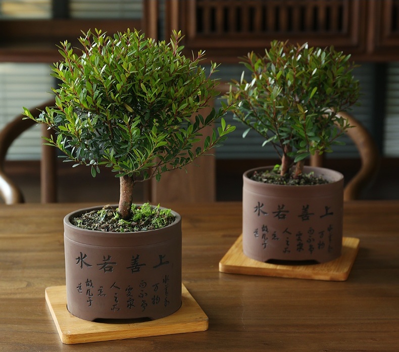 小葉紫檀盆景，黑骨茶樣式盆景圖片