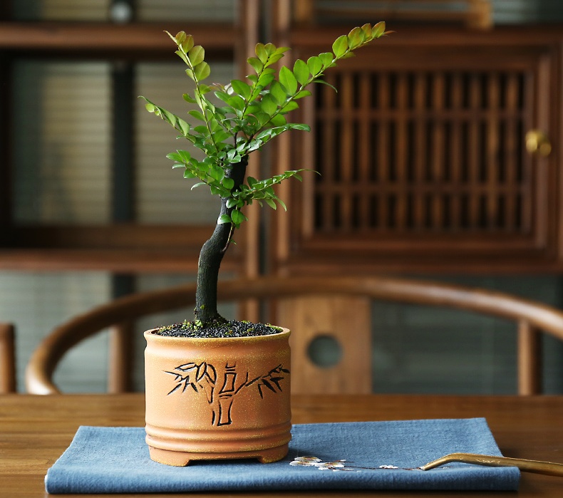 小葉紫檀盆景，黑骨茶樣式盆景圖片