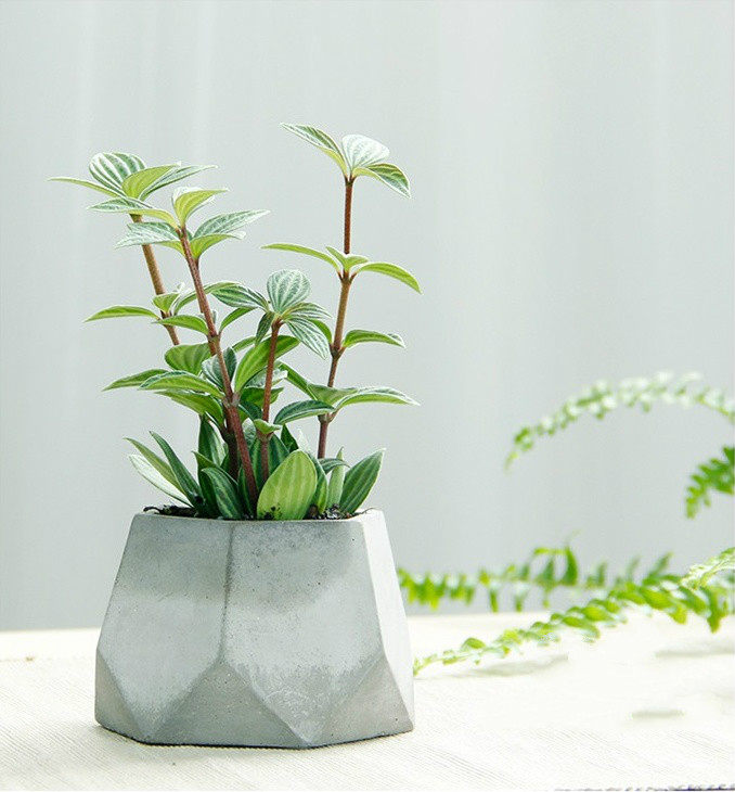 簡約水泥盆景，創(chuàng)意時(shí)尚盆景圖片