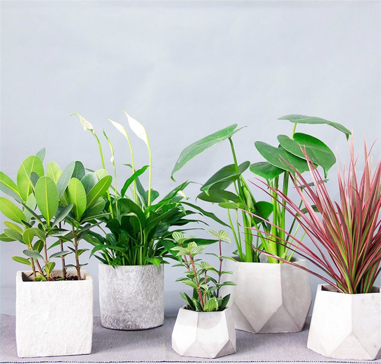 簡約水泥盆景，創(chuàng)意時(shí)尚盆景圖片