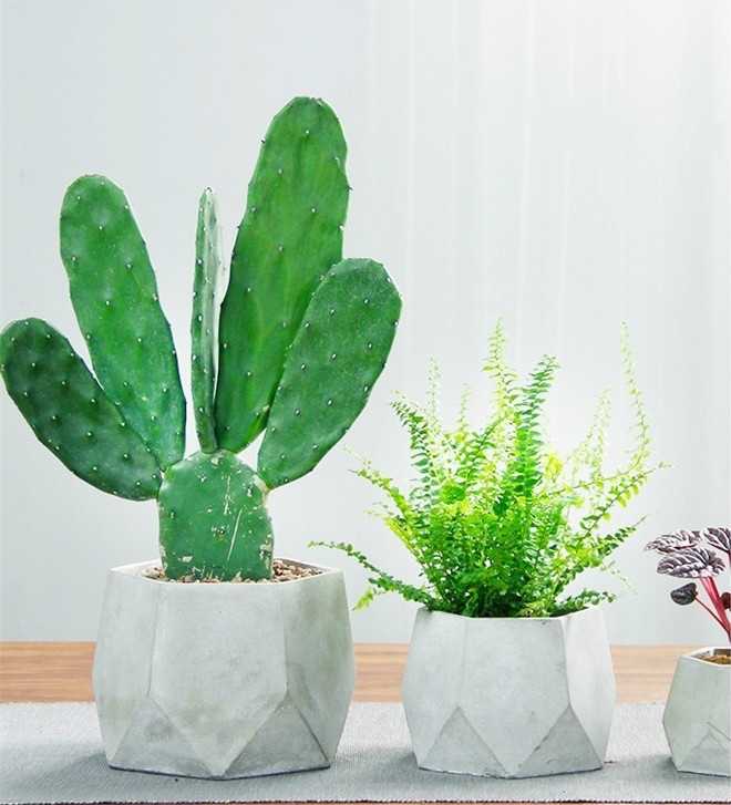 簡約水泥盆景，創(chuàng)意時(shí)尚盆景圖片