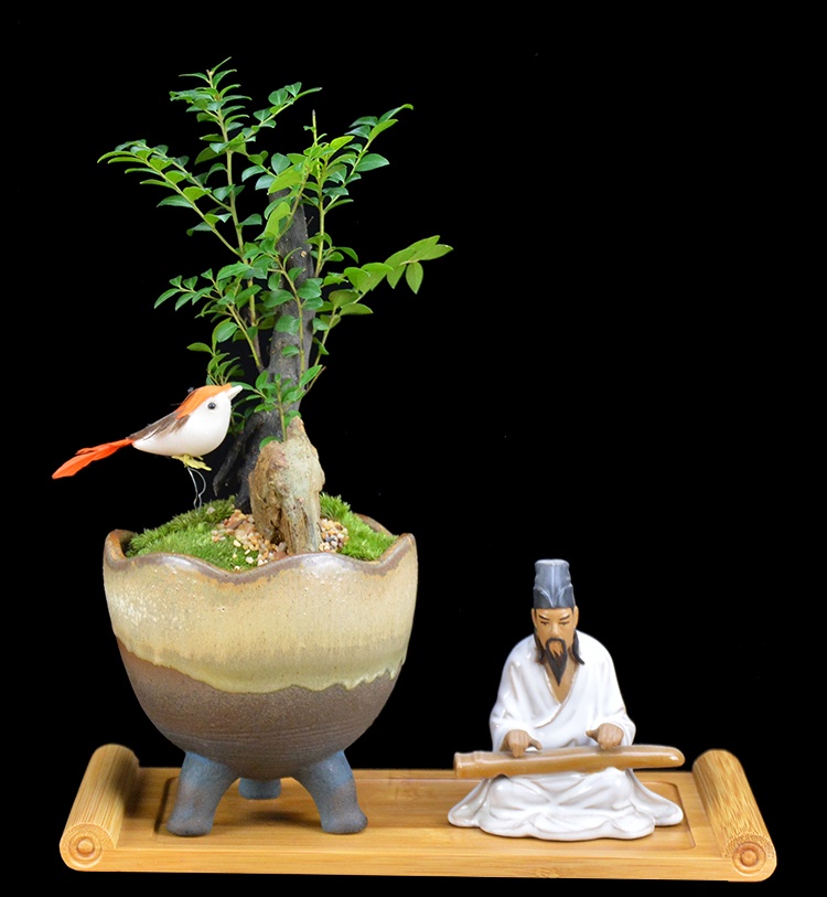 樹樁花卉盆景，紫砂海螺盆景圖片