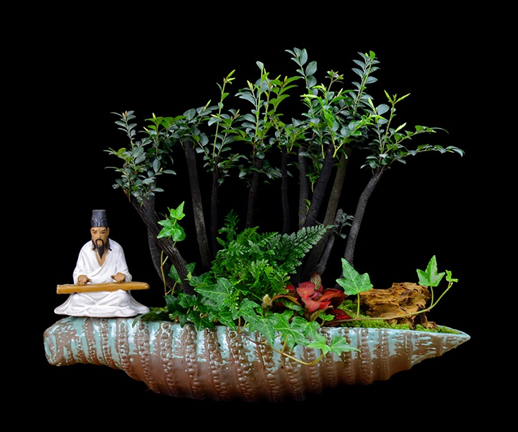 樹樁花卉盆景，紫砂海螺盆景圖片