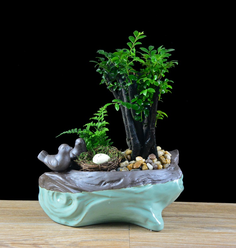 樹樁花卉盆景，紫砂海螺盆景圖片