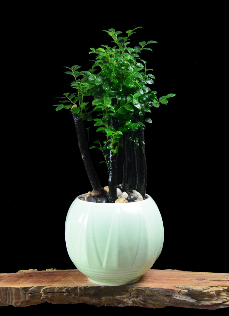 樹樁花卉盆景，紫砂海螺盆景圖片