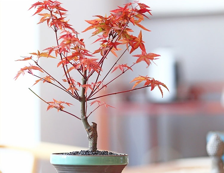 紅楓樹盆景，簡約美觀盆景圖片